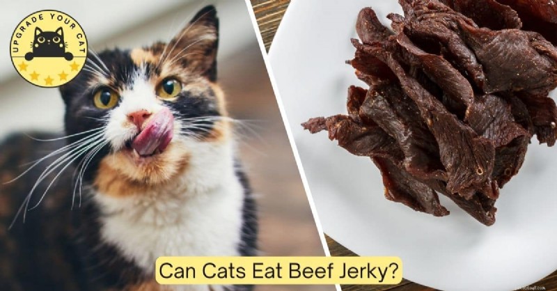 Mohou kočky jíst Beef Jerky? Veterinární průvodce bezpečným krmením 