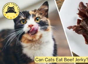 Mohou kočky jíst Beef Jerky? Veterinární průvodce bezpečným krmením 