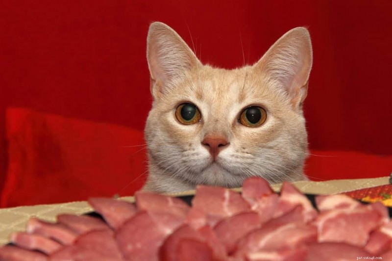 Mohou kočky jíst Beef Jerky? Veterinární průvodce bezpečným krmením 