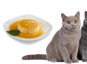 Je Flan bezpečný pro kočky? 7 Rizika a bezpečnější alternativy léčby 