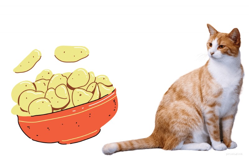 Zijn vegetarische rietjes veilig voor katten? Belangrijkste risico s uitgelegd 