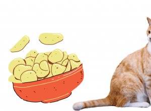Jsou vegetariánská brčka bezpečná pro kočky? Vysvětlení klíčových rizik 