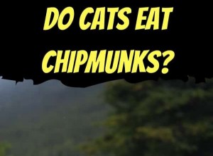 猫はシマリスを狩るのか？彼らの略奪的行動について知っておくべきこと 