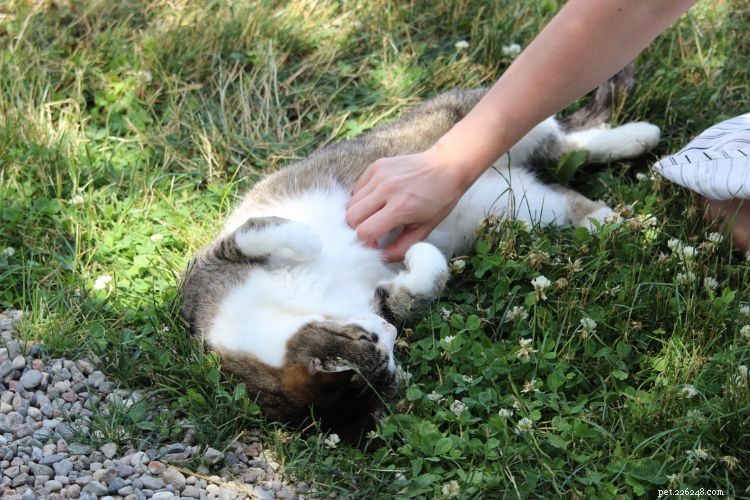 10 expertních znaků, které se vaše kočka snaží komunikovat – a jak je číst 