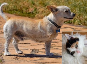 障害のある犬や猫の世話方法:より幸せな生活を送るための専門家のヒント 