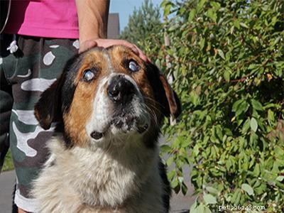 Hoe zorg je voor gehandicapte honden en katten:tips van experts voor een gelukkiger leven 