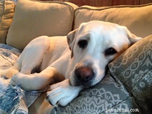 信頼できる犬の散歩業者やペットシッターの選び方