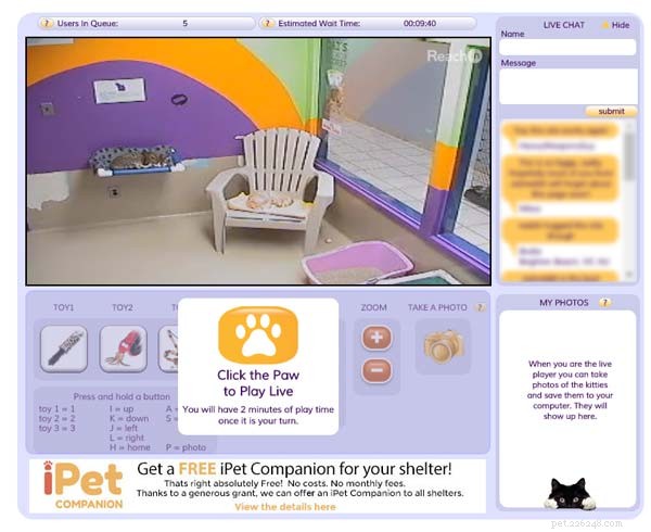 iPet Companion – удаленная игра с кошками из приюта (обслуживание прекращено) 