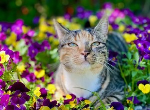 猫にとって安全な屋外オアシスを設計する 