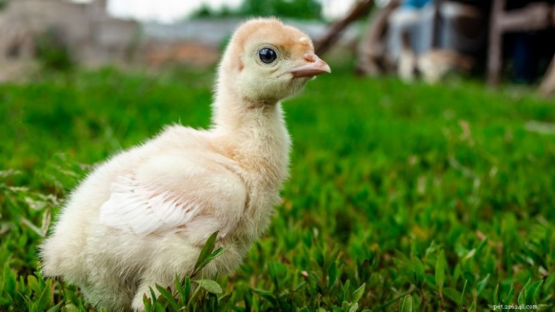 Come si chiama il tacchino? Il termine pollame spiegato 