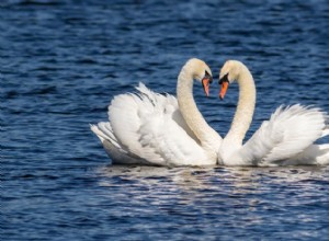 8 danze di accoppiamento degli uccelli che sono le più spettacolari 