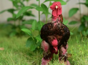 가장 비싼 닭:6,000달러의 Ayam Cemani부터 베트남 왕실의 Dong Tao까지 