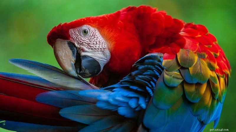 10 splendidi uccelli che sembrano troppo belli per essere reali 