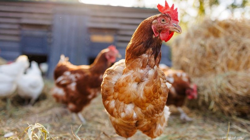 Poulet contre poule :les principales différences expliquées pour les agriculteurs et les cuisiniers à domicile 