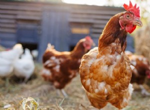 Pollo contro gallina:differenze chiave spiegate per agricoltori e cuochi casalinghi 