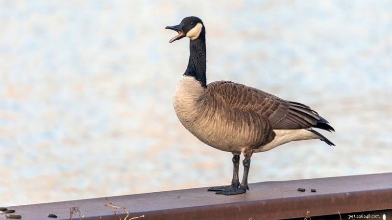 Oie contre cygne :comment distinguer ces oiseaux au long cou 