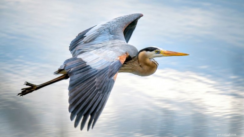 Héron contre grue :repérer les différences entre les échassiers à longues pattes 