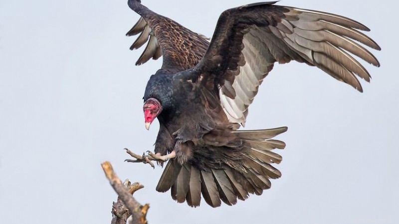 Urubu noir vs vautour à tête rouge :principales différences d apparence, de vol et d alimentation 