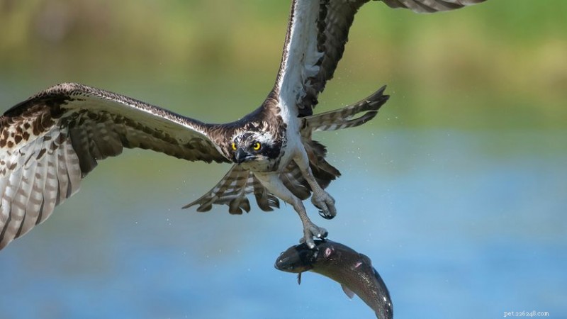Balbuzard pêcheur contre aigle :comment distinguer ces oiseaux majestueux 