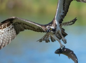 ミサゴ vs. ワシ:雄大な鳥の見分け方 