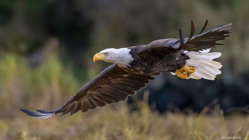 Aigle contre faucon :comment distinguer ces puissantes espèces de rapaces 