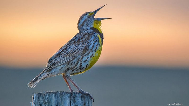 15 prachtige gele vogels die uw lokale skyline verlichten 