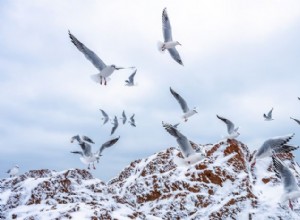 15 потрясающих видов белых птиц, охватывающих континенты 