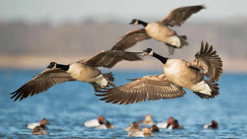 Como diferenciar ganso de pato:principais diferenças em tamanho, bico e pescoço 