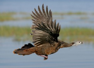 七面鳥は何を食べているのか:野生の食事と農場で飼育された食事の完全ガイド 