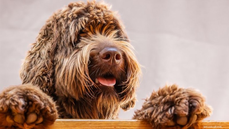 Labradoodle 대 Goldendoodle:귀하의 라이프스타일에 맞는 기념일 로고는 무엇인가요? 