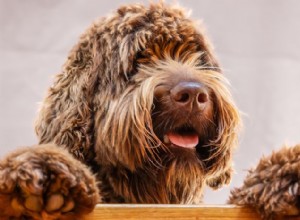 Labradoodle 대 Goldendoodle:귀하의 라이프스타일에 맞는 기념일 로고는 무엇인가요? 