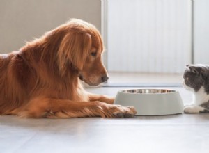 개는 왜 고양이 똥을 먹나요? 원인, 위험 및 중지 방법 