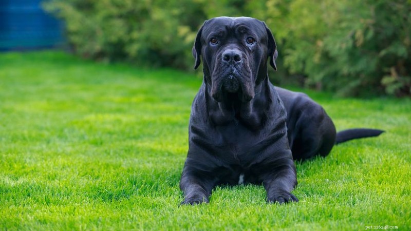 As 10 principais raças de cães para proteção familiar:cães de guarda confiáveis que amam você 