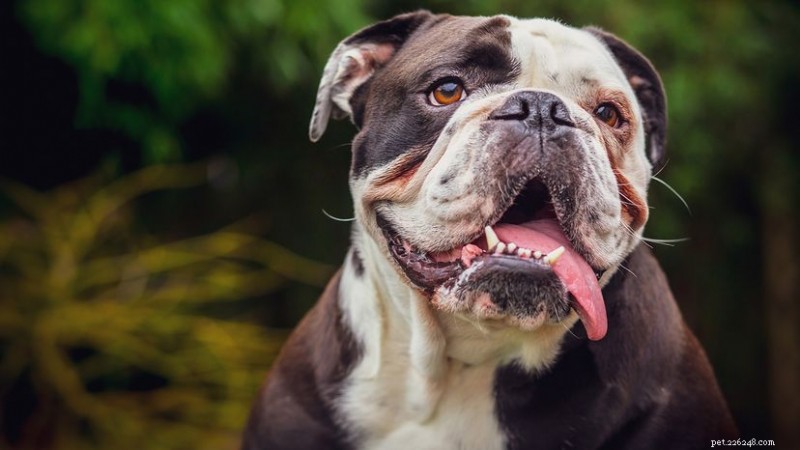 8つの頑固な犬種とトレーナーが彼らの秘密兵器となる理由 