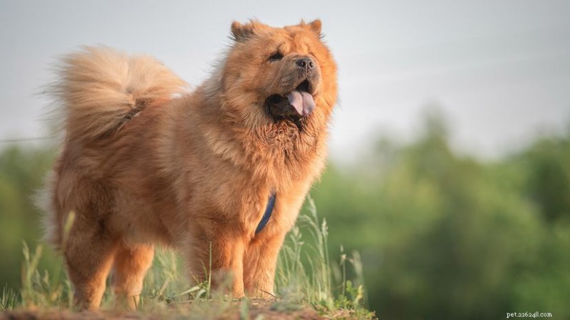 最高10,000ドルの価格が付けられる8つの珍しい犬種 - 高級ペットにはそれだけの価値がありますか? 