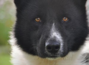 Медвежьи собаки:сила, лояльность и их роль в управлении дикой природой 