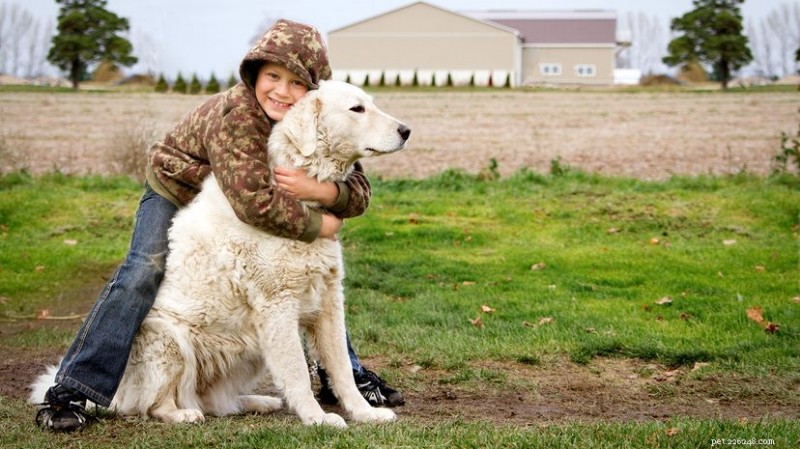 12 principais cães guardiões de gado para fazendas e ranchos 