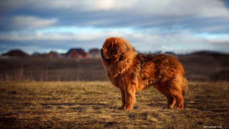 12 raças de cães mais caras – do Mastim Tibetano ao São Bernardo 