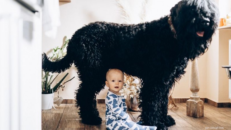 Il levriero irlandese:la leggendaria razza di cane più alta d Irlanda 