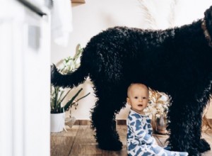 アイリッシュ・ウルフハウンド:アイルランドの伝説的な最も背の高い犬種 
