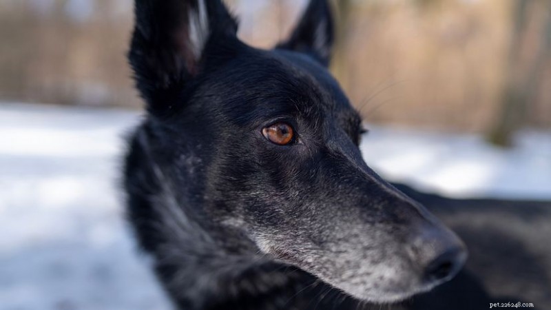 Calupoh:o cão-lobo mexicano – um companheiro atlético e leal 