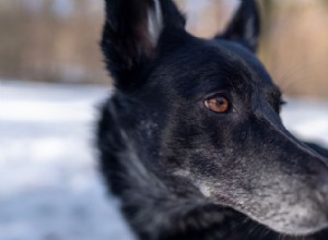 칼루포(Calupoh):멕시칸 울프독(Mexican Wolfdog) – 충성스럽고 운동능력이 뛰어난 동반자 