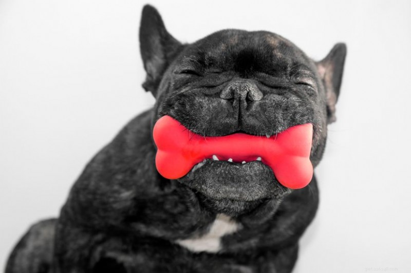 最も強力な咬合力を持つ10の犬種をランク付け 