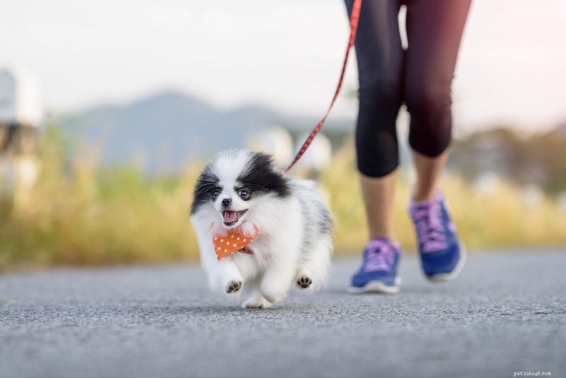 犬の体重を安全に減らすための実証済みの10の運動 