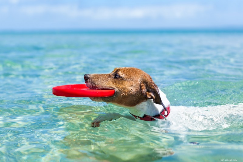 犬の体重を安全に減らすための実証済みの10の運動 