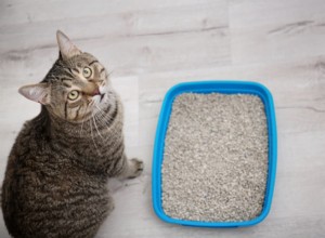 Onemocnění dolních močových cest u koček (FLUTD):Příznaky, příčiny, diagnostika a léčba 