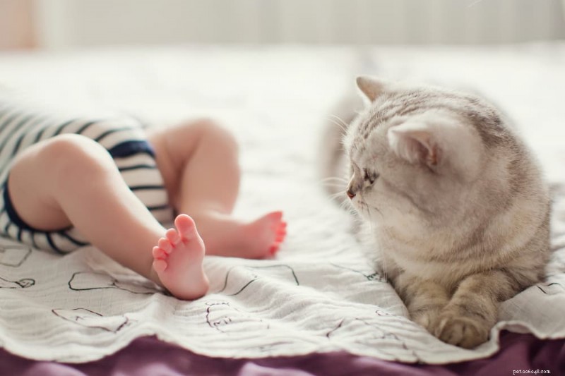 Proč moje kočka vykazuje přilnavé chování? Odborné poznatky a řešení 