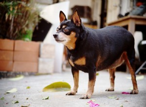 より健康で幸せなペットのために、獣医師が推奨する 7 つの体重管理用ドッグフード 