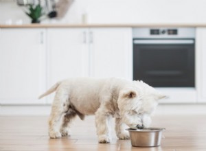 犬の糖尿病の管理:必須の栄養と食事の選択肢 