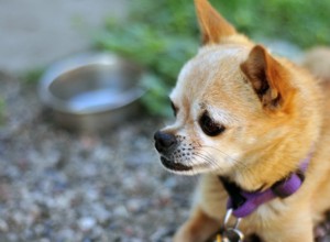 シニア犬の栄養学:年老いたペットに栄養を与えるための専門家によるガイダンス 